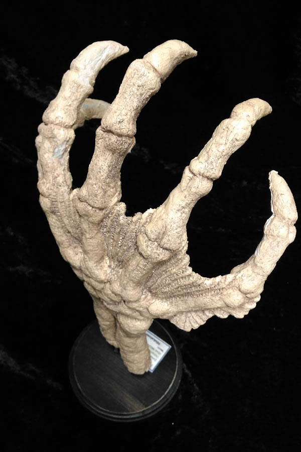 Fossile Hand eines Tiefen Wesens  - Ansicht 1