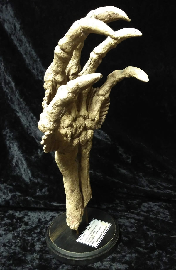 Fossile Hand eines Tiefen Wesens  - Ansicht 2